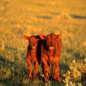 Meet your Posher, Ava